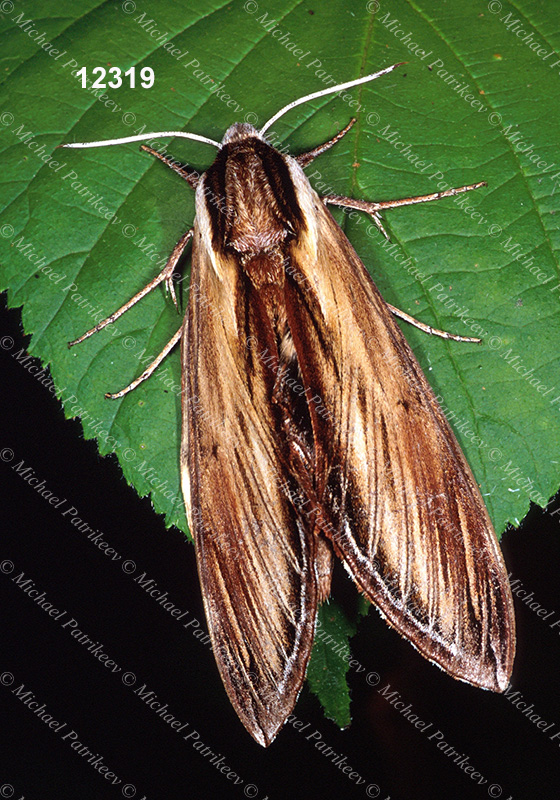 Laurel Sphinx (Sphinx kalmiae)